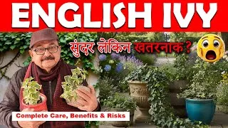Thumbnail: English Ivy Plant Plant की सच्चाई I Benefits, Risks & Truth I HEDERA HELIX Plant Care Guide