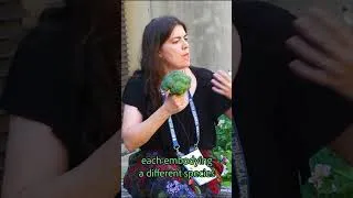 Thumbnail: Food Takes 🥦 Episode 15: Think of the Oak Trees 🌳  with Carina Millstone