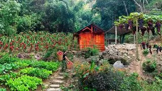 Thumbnail: Harvesting red-fleshed dragon fruit and catching rock crabs after heavy rain | Mountain gardening