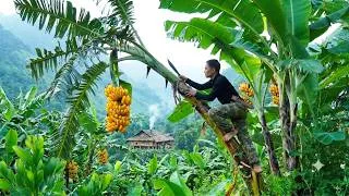 Thumbnail: Harvest large bunches of bananas and take them down to the village market to sell.