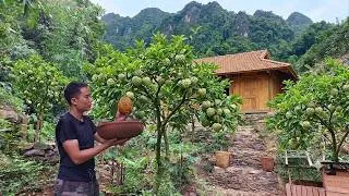 Thumbnail: Harvesting custard apples and receiving help from an old man at the foot of the mountain.