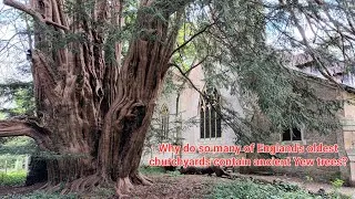 Thumbnail: Why do so many of England's oldest churchyards contain ancient Yew trees?