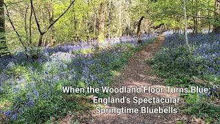 Thumbnail: When the Woodland Floor Turns Blue: England's Spectacular Springtime Bluebells