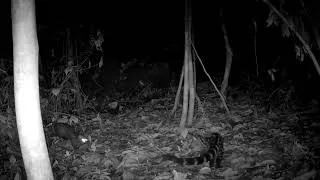 Thumbnail: Pardine Genets in Loma Mountains - Tacugama camera trap footage