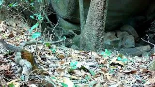 Thumbnail: Fire-footed rope squirrel, Loma Mountains National Park