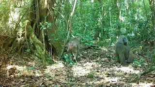 Thumbnail: Guinea Babboons on our cameratrap in Loma Mountains, Sierra Leone