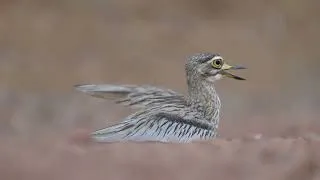 Thumbnail: Forbe's plover, Sierra Leone