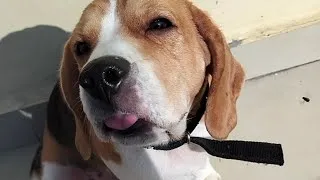 Thumbnail: Cute Beagle |