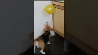 Thumbnail: Taffy playing with baloon | cute dog video |