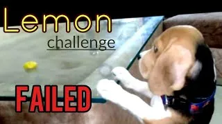 Thumbnail: Funny Lemon Eating Challenge| Failed | Funniest and Cutest Beagle Puppy likes to Eat Lemon |