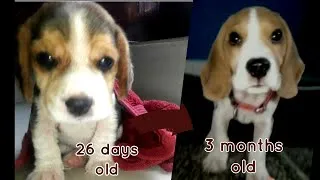 Thumbnail: Cute and Funny BEAGLE PUPPY Compilation at just 5 weeks old.