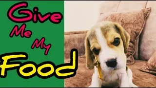 Thumbnail: Hungry and Impatient Beagle Puppy | Cute puppy excited to eat his food |