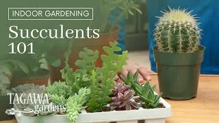 Thumbnail: Growing Succulents 101