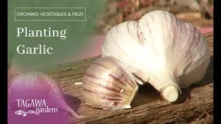 Thumbnail: Planting Garlic