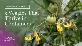 Thumbnail: 3 Veggies that Thrive in Containers