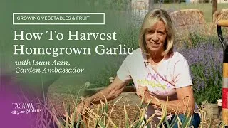 Thumbnail: How to Harvest Homegrown Garlic