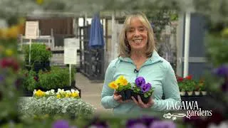 Thumbnail: Tagawa Gardens Spring Promo 2021