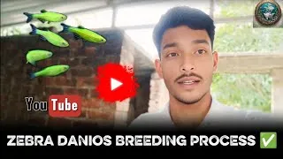 Thumbnail: Zebra Danios Breeding Success ✅ Full Process in Hindi 