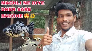 Thumbnail: Machli ne diye dher sare bacche 🐠 || New Fish New Babies ❤️ || #aquarium #mollyfish 
