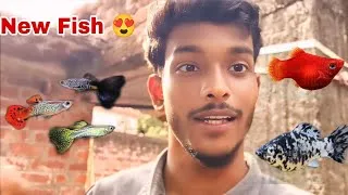 Thumbnail: Tank Ke Liye Laya Naye Fishes 😍 | New Fish Collection 2026 🐠 