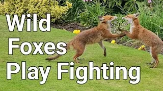 Thumbnail: Wild Foxes Play Fighting