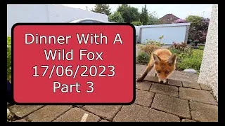 Thumbnail: ASMR Dinner With A Wild Fox - 17/06/23 Part 3
