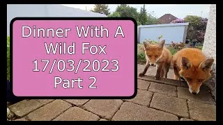 Thumbnail: ASMR Dinner With A Wild Fox - 17/06/23 Part 2