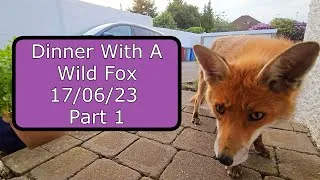 Thumbnail: ASMR Dinner With A Wild Fox - 17/06/23 Part 1