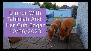 Thumbnail: Dinner With A Wild Fox And Her Cub 10/06/23