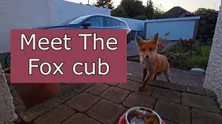 Thumbnail: Meet Tahlulah's Cub!