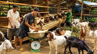 Thumbnail: Cuộc sống giản dị tại trang trại dê vùng quê , một ngày bận rộn bán dê  chuẩn bị thức ăn ở vùng quê