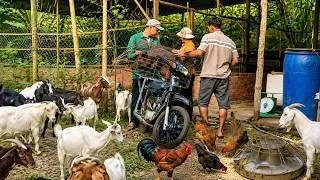 Thumbnail: Một ngày bận rộn ở trang trại nhỏ của tôi , bán 2 con heo ở trang trại....