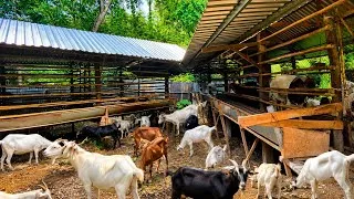 Thumbnail: "How I Turned Simple Goat Farming Into a Business"