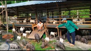 Thumbnail: "24 Hours on My Small Farm: Sweet & Cute Moments with the Goats and Pigs"....