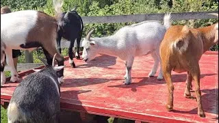 Thumbnail: Hard Work on the Goat Farm: Dealing with Two Massive Pigs Today!⁠