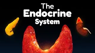 Thumbnail: The Entire Endocrine System in 45 minutes