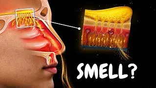 Thumbnail: Olfactory System (Odor Detection, Olfactory Pathways & Memory)