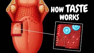 Thumbnail: Gustatory System | How Taste Works (Taste Buds, Tongue Papillae & Flavor)