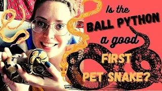 Thumbnail: Are BALL PYTHONS good FIRST PET SNAKES?