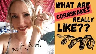 Thumbnail: What are CORN SNAKES REALLY LIKE? My first impressions of Pearl the SNOW CORN