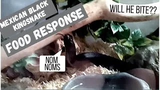Thumbnail: What does FOOD AGGRESSION look like? My Mexican Black Kingsnake showing a food response