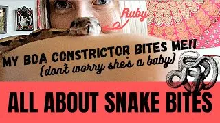 Thumbnail: SNAKE BITES explained!! (I get bit!!) How to read your snake's body language