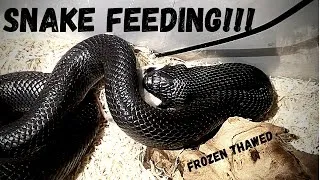 Thumbnail: SNAKE FEEDING VIDEO!! How to feed your snake FROZEN THAWED