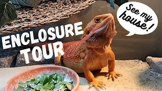 Thumbnail: Bearded Dragon ENCLOSURE TOUR