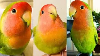Thumbnail: FUNNY AND CUTE PARROTS - TRY NOT TO LAUGH!