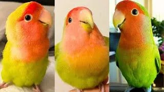 Thumbnail: FUNNY AND CUTE PARROTS - TRY NOT TO LAUGH!