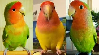 Thumbnail: FUNNY AND CUTE PARROTS - TRY NOT TO LAUGH!! ❤️🦜