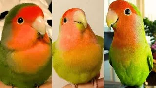 Thumbnail: FUNNY AND CUTE PARROTS - TRY NOT TO LAUGH!! ❤️🦜