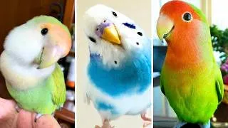 Thumbnail: FUNNY AND CUTE PARROTS - TRY NOT TO LAUGH!!