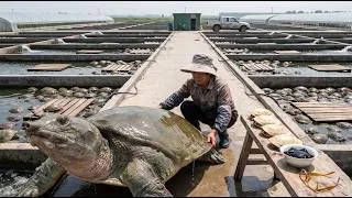 Thumbnail: How Millions of Turtles Are Farmed for Shell & Medicine — Inside a Massive Turtle Farm